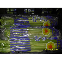 New Crop Fresh Celery with Mesh Packing